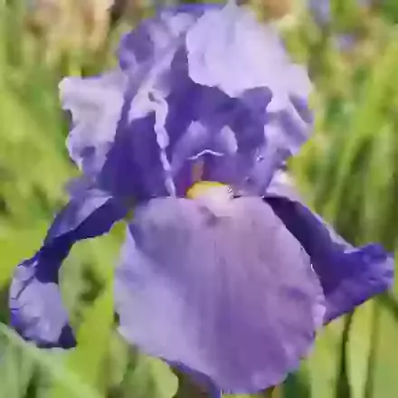 Blue Rhythm